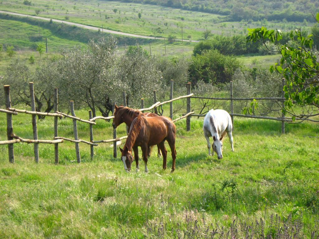 Agriturismo Le Roghete Acquapendente Ngoại thất bức ảnh